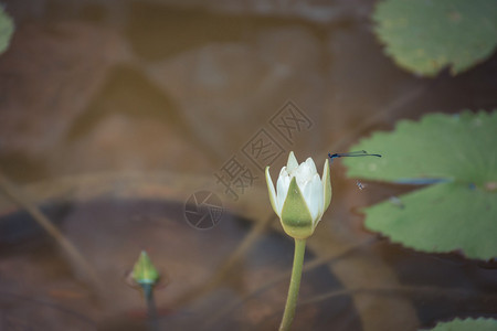 花莲水白色图片