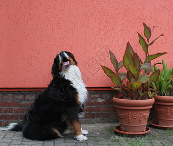 伯尔尼山狗除了被栽培的植物外还有在图片
