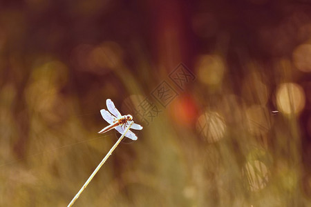 美丽的蜻蜓自然微距拍摄图片