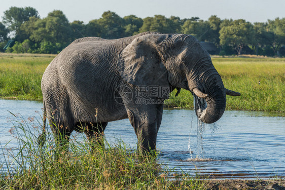 大象从河里喝水树干滴水图片