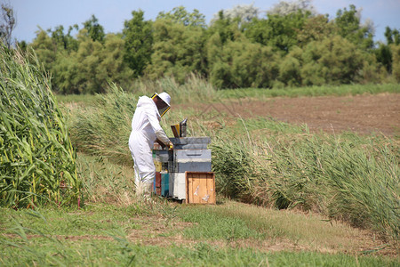 养蜂人用保护西装捕蜜蜂和野外有许图片