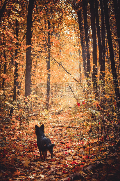 黑狗在秋季森林秋叶落下或除掉树叶时倾听图片