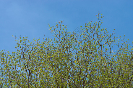 春季的Terminaliaivorensis树枝图片