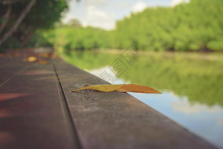 河边乡村木桥上的黄叶选择焦点图片