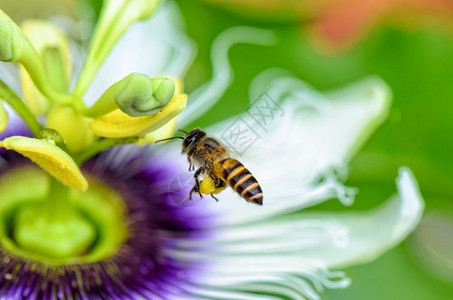 蜜蜂飞过北西法伊蒂达或野马拉库亚的花朵以换图片