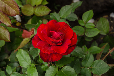 蜿蜒的花园玫瑰红丝绒花绿叶图片