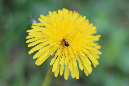 DandelionTaraxacum紫色花朵和小蜜图片