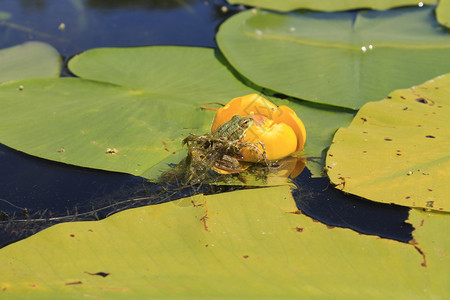 青蛙坐在黄色的水花上图片