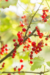红树的果实背景图片