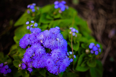 蓝花或蓝闪花蓝草普西脚墨西哥在奥地利因斯布鲁克的画笔图片