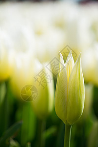 春天自然中的白色新鲜郁金香图片