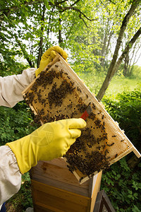 德国养蜂场群的养蜂人图片