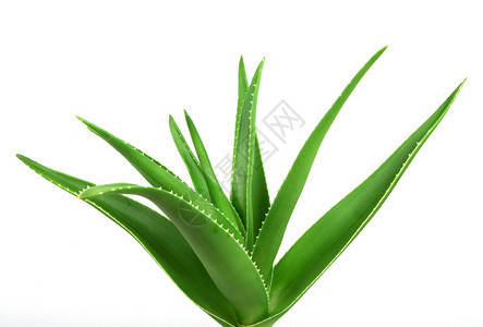 白色上的AloeVera图片