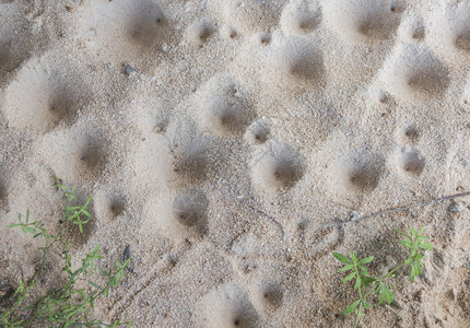背景为蚁狮幼虫洞的图像图片