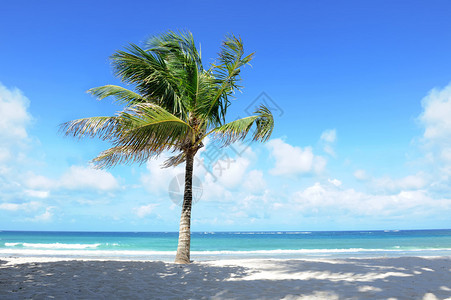 沙滩上有白沙的棕榈树没图片