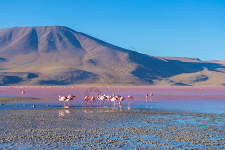 在玻利维亚最重要的旅游目的地之一多彩色盐湖的多彩水中图片