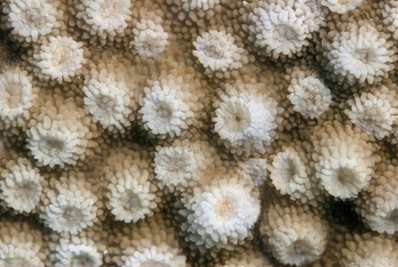 热带硬珊瑚的表面水下宏图片