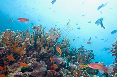 海洋中带有热带珊瑚的海洋生物广角度图片