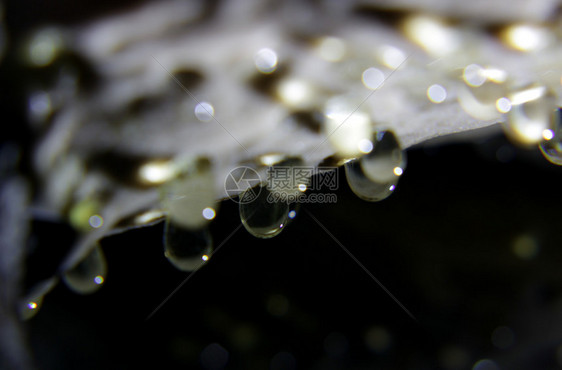 雨后降水露落的紫色黄色花生植物图片