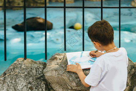 在动物园或野生动物园里画圈养海豹的小男孩图片