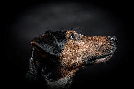 在黑色的年轻梗犬肖像图片素材