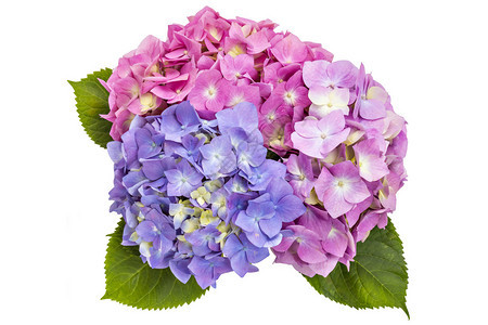 花头HydrangeaMicrophylla的多彩花图片