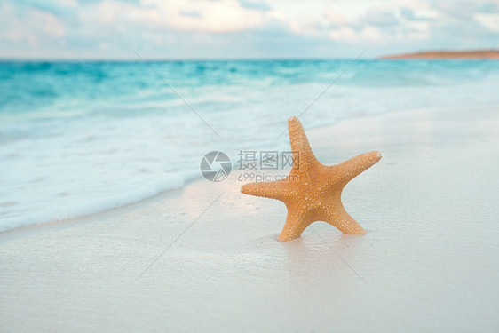 金沙滩上的海星海浪以柔软的日落光图片