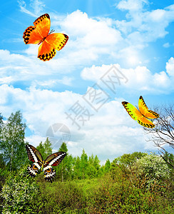 春天风景森林蝴蝶图片