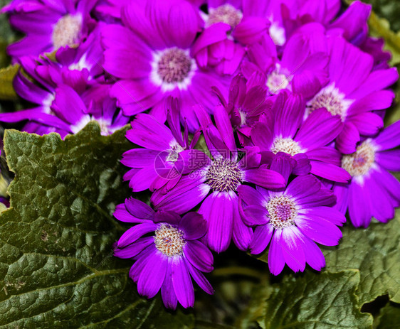 盆栽千里光菊花状图片