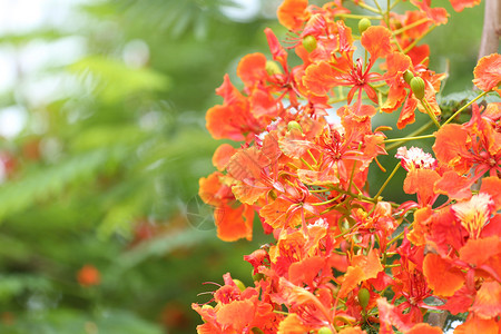 孔雀花在公共花园里开花用于图片