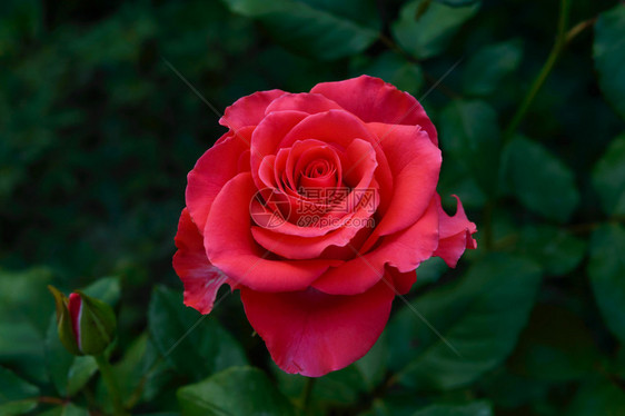 粉红玫瑰特写关于自图片