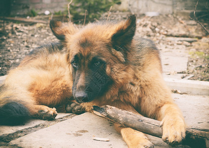 红发德国牧羊犬在院子里用棍子玩的老照片图片