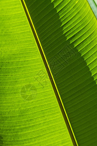 香蕉树叶的绿叶图片