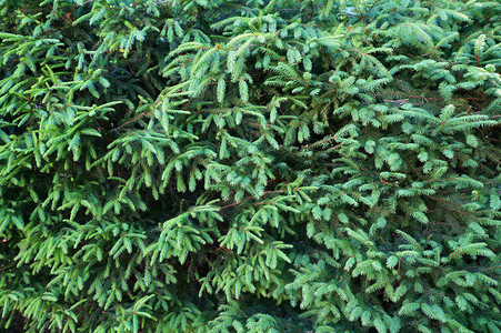 枞树的枝和针叶自然绿色背景图片