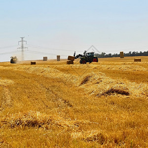 收获成熟玉米田的收割机农业机器拖拉机-具有工业主题的图片