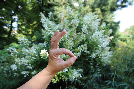 一个成年女子的优美手夏天白没有首背景图片