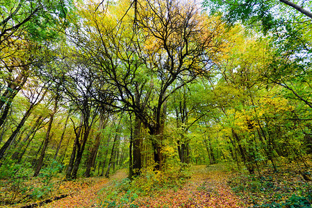 有太阳光树和叶子的五颜六色的秋天森林图片