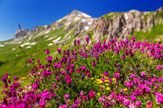 在阳光照耀的山顶上第一颗盛开的春花田明图片