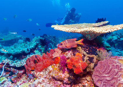 印度尼西亚巴厘岛带硬珊瑚的热带珊瑚礁图片