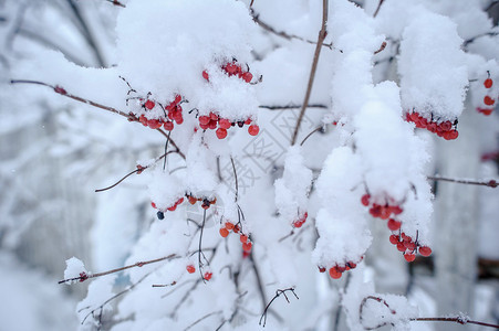 卡莉娜被厚的雪层覆盖了下雪后雪中积图片