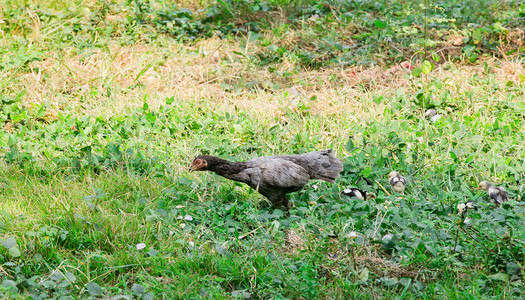 五颜六色的母鸡在绿色的草地上安静地行走背景图片
