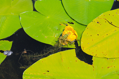 青蛙坐在水花上图片