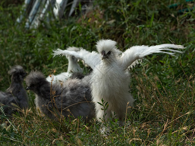 白色蓬松的小鸡3个月大的小公鸡丝展开翅膀并试图飞翔在自然光下在室外拍摄图片