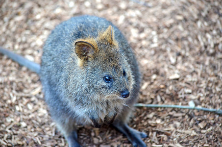 QuokkaSetonixbrachyurus图片