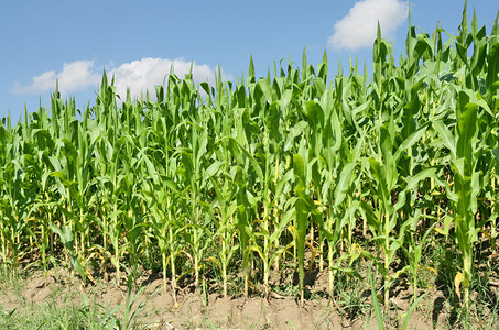 Cornfield东欧图片