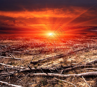 森林中枯木上的红色日落景观图片