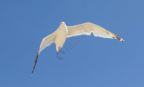 大海鸥在蓝天飞翔幸图片