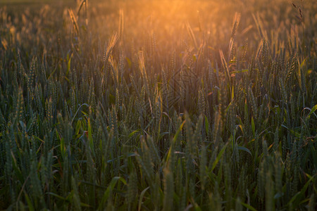 农业产背景小麦胚芽成夕阳图片