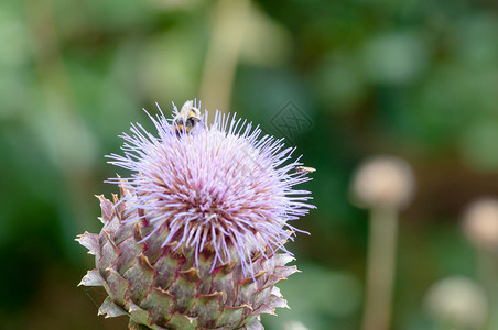 大黄蜂在植物上采集花粉图片