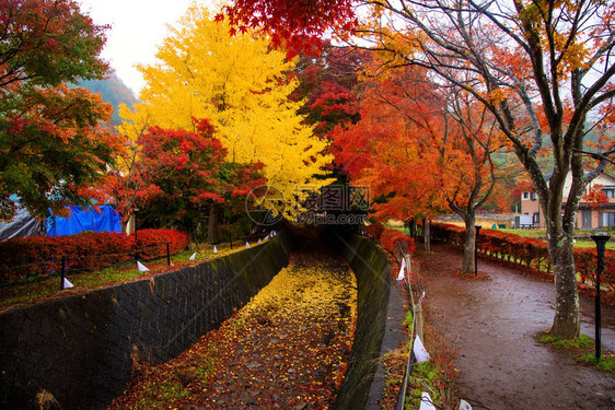 秋天在日本川口子的Ma图片